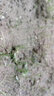 壽禾 山東壽光大蔥種子蔥苗秋冬季蔬菜章丘鐵桿蔥沙蔥種籽 小香蔥秧 40棵 曬單實拍圖
