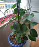 重瓣紅三角梅盆栽帶花三角梅苗勤花品種爬藤老樁室內花卉植物四季 中國紅 3年苗【當年開(kāi)花】不含盆 曬單實(shí)拍圖