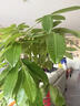 臨雅步步高招財樹(shù)植物大型發(fā)財樹(shù)盆栽喬遷開(kāi)業(yè)1.5-1.6m福字盆源頭直發(fā) 曬單實(shí)拍圖
