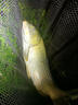 黃金眼蘆葦浮漂黑坑野釣鯽魚(yú)高靈敏魚(yú)漂 黃金眼蘆葦L-1082加粗尾-3號 曬單實(shí)拍圖