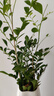 臨雅水培植物九里香盆栽桌面驅蚊綠植室內茉莉鮮花水養花卉懶人四季開(kāi) 九里香【50-60】cm*1株 曬單實(shí)拍圖