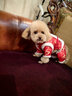 憨憨寵新年唐裝狗狗棉衣服冬季比熊小型犬衣服寵物泰迪衣服冬季過(guò)年四腳 新年裝白邊唐裝 S號(hào)建議體重3-5斤 曬單實(shí)拍圖