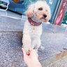 DidogPet狗狗項圈定制狗牌頸圈寵物脖圈脖套中小犬型加寬狗脖套反光狗項圈 棕色反光加寬項圈【不刻字】 S 建議脖圍30-38cm 約12-30斤 曬單實拍圖