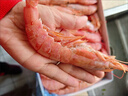 禧美海產(chǎn)  阿根廷紅蝦凈重4斤 L1規格 32-40只(加大號) 源頭直發(fā) 海鮮水產(chǎn) 曬單實(shí)拍圖
