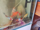 臺灣純種普身蝴蝶鯉觀(guān)賞魚(yú)冷水魚(yú)大鰭大尾冷水魚(yú)好養耐活包郵包活 （貴妃普身）黑白黃紅15-20公分各1條 曬單實(shí)拍圖