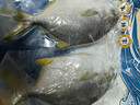 翔泰海南深海金鯧魚(yú)700g 2條 火鍋 生鮮魚(yú)類(lèi) BAP認證 海鮮水產(chǎn) 中秋 曬單實(shí)拍圖