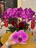 花藝灣鮮花同城配送蝴蝶蘭盆栽帶花年宵花生日禮物開業(yè)喬遷暖居全國花店 10株粉紅色蝴蝶蘭盆栽 曬單實拍圖
