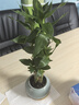 綠蔭巷子富貴竹植物迷你盆栽室內辦公室好養文昌竹綠植四季常青步步高花卉 【藍冰紋盆+竹托】3支富貴竹 曬單實(shí)拍圖