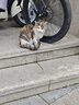 普利司通（Bridgestone）汽車(chē)輪胎 215/55R17 94V T005A 原廠(chǎng)配套豐田亞洲龍  曬單實(shí)拍圖