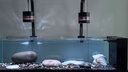 森森（SUNSUN）原生態(tài)溪流缸魚(yú)缸造景家用原生缸客廳超白玻璃底濾魚(yú)缸包安裝 靜謐黑-豪華款（黑金筒燈）升級雙重滴濾盒 1.5米長(cháng)47.6cm寬40cm缸高+85cm柜高 曬單實(shí)拍圖
