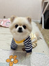 智宙小狗狗衣服小型犬寵物狗狗衣服比熊衣服秋季新款四腳狗衣服護肚子 藏青色條紋【L(建議體重8-11斤】 曬單實(shí)拍圖