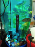 貝意品魚(yú)缸溫度計高精度水溫計水族專(zhuān)用龜缸貼片貼紙測溫計烏龜缸測量計 迷你魚(yú)缸常備【缸外貼片溫度計】*1 曬單實(shí)拍圖