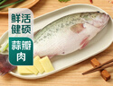 鮮活沖浪大鱸魚(yú)600-750g/條 曬單實(shí)拍圖