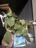 秋穎10顆玫瑰花苗月季花苗扦插玫瑰花卉四季開花卉薔薇種苗室內(nèi)外陽臺(tái) 【混合裝 不重復(fù)花色】 10顆 曬單實(shí)拍圖