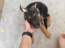 蒂瑞科純種德牧幼犬弓背黑背德國(guó)牧羊犬活體大型狼狗獵犬寵物狗 血統(tǒng)級(jí) 曬單實(shí)拍圖