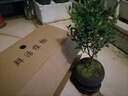八芽 小葉赤楠盆景擺件室內綠植花卉盆栽老樁客廳辦公室桌面好養植物 （【熱銷(xiāo)款】舍得紫砂盆赤楠+苔蘚+底座） 曬單實(shí)拍圖