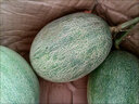 卉雙現摘哈密瓜蜜瓜甜瓜網(wǎng)紋瓜新鮮脆甜多汁當季時(shí)令水果冰淇淋整箱 哈密瓜  帶箱4.5-5斤 凈重4.5斤  曬單實(shí)拍圖