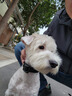 歡寵網(wǎng)狗項圈狗狗寵物脖圈脖套狗圈小狗小型中型大型犬狗繩牽引繩狗鏈子 曬單實(shí)拍圖