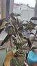 桂花樹(shù)苗盆栽室內四季桂花卉植物金桂丹桂庭院大樹(shù)濃香型綠植開(kāi)花 【金桂】 粗1cm 高0.8-1米土球發(fā)貨 曬單實(shí)拍圖