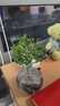 八芽 小葉赤楠盆景擺件室內(nèi)綠植花卉盆栽老樁客廳辦公室桌面好養(yǎng)植物 （【熱銷款】舍得紫砂盆赤楠+苔蘚+底座） 曬單實(shí)拍圖
