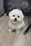 比熊幼犬活體純種比熊寵狗狗活體狗狗幼犬幼崽小狗 血統級 SSS級 母 曬單實(shí)拍圖
