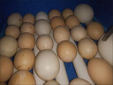GIOIO鳥(niǎo)蛋孵化器小型家用全自動(dòng)智能孵蛋器迷你水床孵化機小雞蘆56枚基 56枚基礎水床雙電 (PE棉韌性好) 曬單實(shí)拍圖