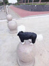 灌湘鳥狗狗羽絨服四腳寵物衣服秋冬款加厚保暖小鹿犬小型犬小狗絨棉衣 黑色【好運(yùn)】 S【建議2-3斤】 曬單實(shí)拍圖