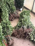 冬青樹(shù)苗大葉黃楊苗叢生北海道黃楊籬笆苗四季常青綠籬圍墻植物 北海道冬青樹(shù)苗【30-40cm高】20棵 201cm(含)-230cm(含) 曬單實(shí)拍圖