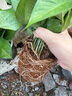 特價(jià)綠蘿盆栽室內客廳辦公室吸甲醛凈化空氣水培植物綠植花卉好養 【開(kāi)業(yè)喬遷10盆】綠蘿+輕奢灰色繁星吸水盆 整體含盆高度20-25cm 曬單實(shí)拍圖