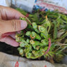 香椿芽新鮮野生頭茬紅油嫩芽露天冷鏈現(xiàn)貨3斤當(dāng)季野菜春芽香椿菜 優(yōu)選香椿芽3斤裝 曬單實(shí)拍圖