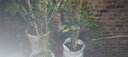 桂花樹(shù)苗金桂丹桂八月四季桂盆栽花卉庭院綠植桂花苗綠化苗木 金桂/丹桂/品種備注【2公分帶土球】 不含盆 曬單實(shí)拍圖
