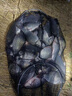 霸統黑坑專(zhuān)用鯽魚(yú)小藥銀鯽工程鯽鯉鯽大板鯽誘食劑進(jìn)口野釣奶香添加劑 釜中之鯽 曬單實(shí)拍圖