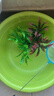 萌嘟星寵 仿真水草魚(yú)缸造景套裝水族箱布景裝飾擺件假植塑料假水草 5件套 曬單實(shí)拍圖