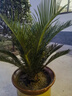 鐵樹(shù)盆栽小樹(shù)苗大盆景蘇鐵開(kāi)花公母一對門(mén)口客廳室內綠植好養植物 鐵樹(shù)3-5cm球莖粗公/母一對 曬單實(shí)拍圖