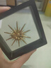 薇施妮（WEISHINI）哥弟胸針飾品歐美水鉆復古胸花別針毛衣配飾絲巾扣防走光胸針 金十芒星(5.5*5.5cm) 曬單實(shí)拍圖