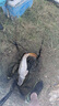 BKK狼牙子線雙鉤競技黑坑成品魚鉤綁好套裝釣魚鉤鯽魚鯉鉤 曬單實拍圖