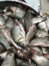 釣魚(yú)王 野攻天下釣魚(yú)魚(yú)餌一包搞定通用鯽魚(yú)鯉魚(yú)草魚(yú)淡水魚(yú)打窩搓餌餌料 底窩800g×1包 曬單實(shí)拍圖