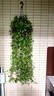 通沭常春藤四季常青爬藤植物除甲醛凈化空氣/長30-50cm2棵源頭直發(fā) 曬單實(shí)拍圖