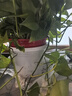 雙盟綠蘿盆栽除甲醛花卉綠植辦公室新房?jì)艋諝?80加侖4盆裝源頭直發(fā) 曬單實(shí)拍圖