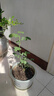 月季花苗四季開(kāi)花大花濃香型灌木月季苗庭院陽(yáng)臺盆栽地栽玫瑰花苗 瑞典女王【大花濃香，多季節開(kāi)花】 扦插小苗15-25cm高 1棵 曬單實(shí)拍圖