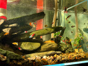 沃韋朗沃韋朗豐年蝦塊凍干紅蟲(chóng)干魚(yú)食金魚(yú)魚(yú)糧七彩神仙小型魚(yú)孔雀魚(yú)飼料 500ml 凍干紅線(xiàn)蟲(chóng)貼塊+豐年蝦塊 各一瓶 曬單實(shí)拍圖