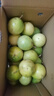 集南鮮 凱特芒果 四川攀枝花芒果當季大青皮黃皮大芒果新鮮水果整箱 含箱5斤  單果500g起  凈重4.5斤 曬單實(shí)拍圖