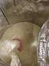 美贊臣藍臻 兒童奶粉 配方調制乳粉4段（3歲以上）800g 全面營(yíng)養 自護力 曬單實(shí)拍圖