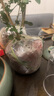 中夢(mèng)水培植物九里香盆栽桌面綠植室內(nèi)鮮花水養(yǎng)花卉 九里香50-60厘米一株 曬單實(shí)拍圖
