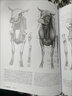 牛津藝用動(dòng)物解剖學(xué)/西方經(jīng)典美術(shù)技法譯叢 曬單實(shí)拍圖