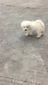 比熊幼犬活體純種比熊寵狗狗活體狗狗幼犬幼崽小狗 寵物級 SSS級 母 曬單實(shí)拍圖
