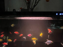 小米（MI）智能魚缸小型水族箱語音遙控APP定時(shí)喂食智能聯(lián)動(dòng)生態(tài)過濾 智能水族箱+魚缸濾芯套裝 曬單實(shí)拍圖
