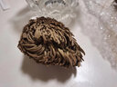 新款卷柏草九死還魂草復活草植物草小盆栽泡水綠植 直徑約3厘米2顆 不含盆 曬單實(shí)拍圖