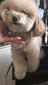 puppytie狗狗牽引繩小型犬狗繩遛狗繩背心式泰迪柯基寵物胸背帶狗狗胸背帶 櫻花粉-胸背帶+牽引繩 XS-超小型建議 4-10斤 曬單實(shí)拍圖