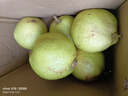 青櫻紅荔云南呈貢寶珠梨正宗高原貢梨老樹(shù)脆甜蜂糖香蜜梨當季孕婦水果禮盒 5斤 家庭裝 (中果8-10顆) 脆甜多汁 曬單實(shí)拍圖
